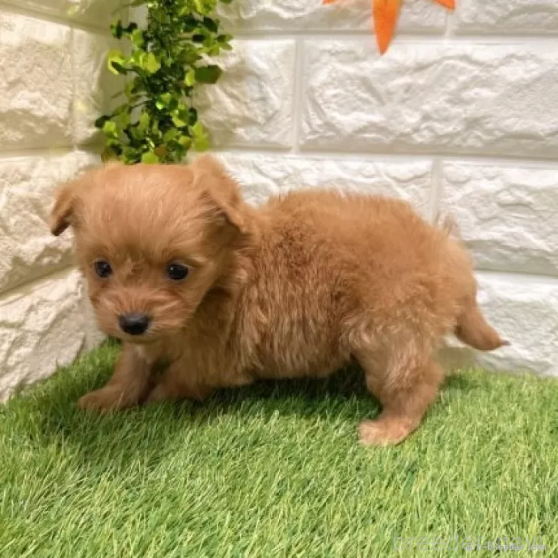 販売中の愛知県のポメプー:ポメラニアン×トイプードル-434431の5枚目