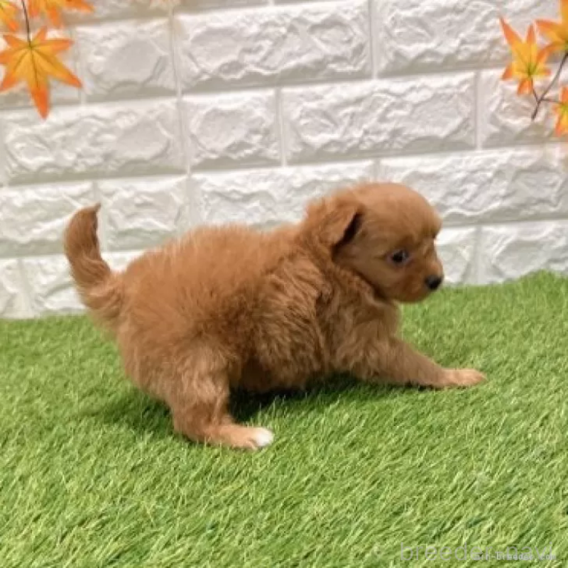 販売中の愛知県のポメプー:ポメラニアン×トイプードル-434431の4枚目