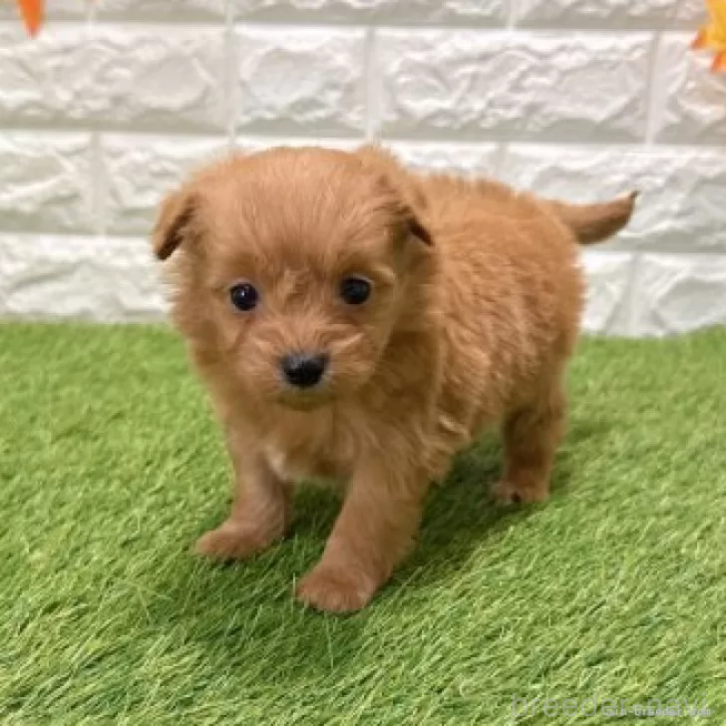 販売中の愛知県のポメプー:ポメラニアン×トイプードル-434431の3枚目