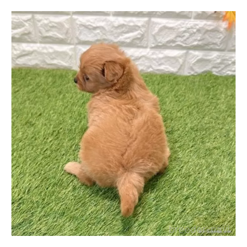 販売中の愛知県のポメプー:ポメラニアン×トイプードル-434431の2枚目