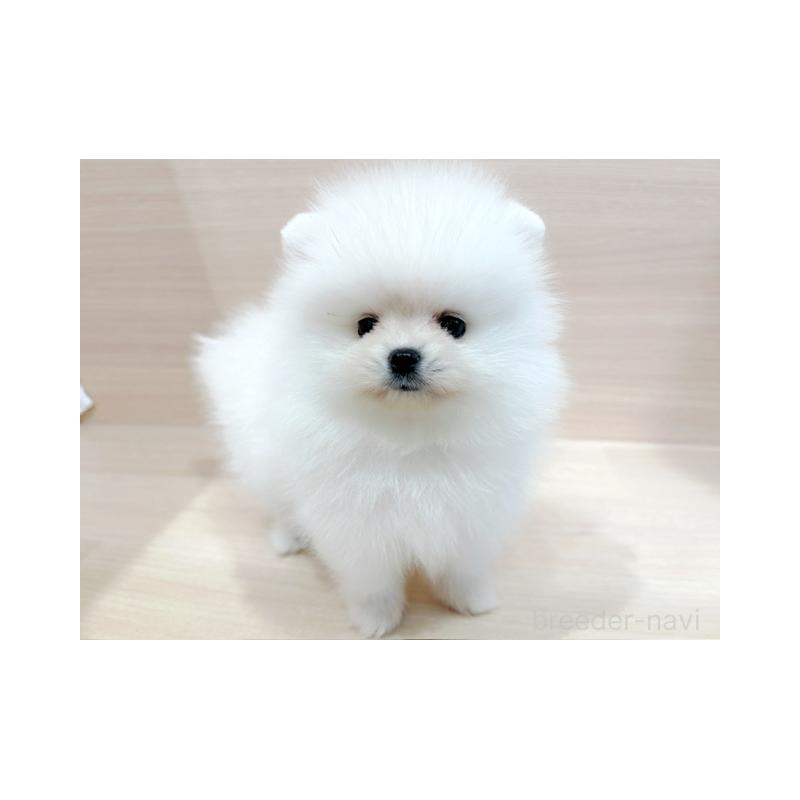 販売中の東京都のポメラニアン-434433