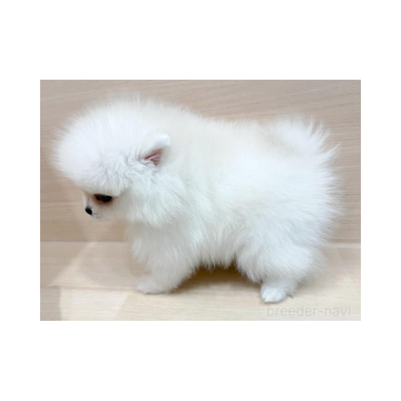 販売中の東京都のポメラニアン-434433の5枚目