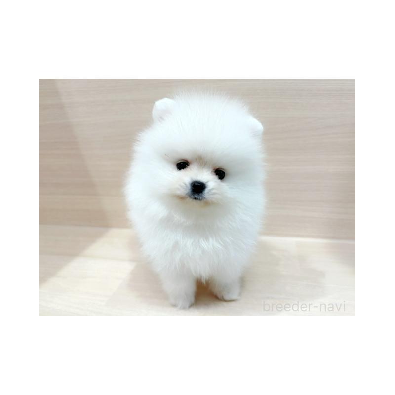 販売中の東京都のポメラニアン-434433の3枚目