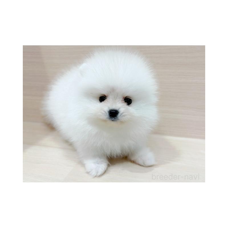 販売中の東京都のポメラニアン-434433の2枚目