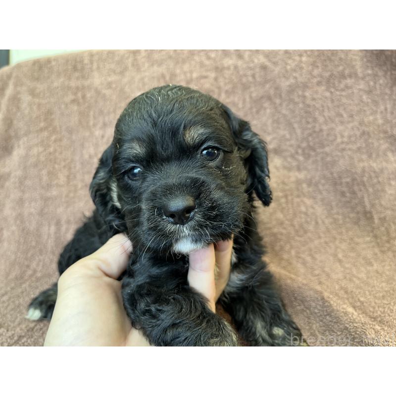 成約済の茨城県のコッカプー:アメリカンコッカースパニエル×トイプードル-432709の4枚目