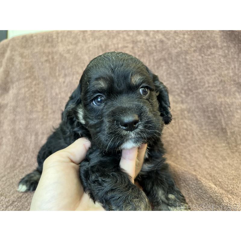 成約済の茨城県のコッカプー:アメリカンコッカースパニエル×トイプードル-432709の3枚目