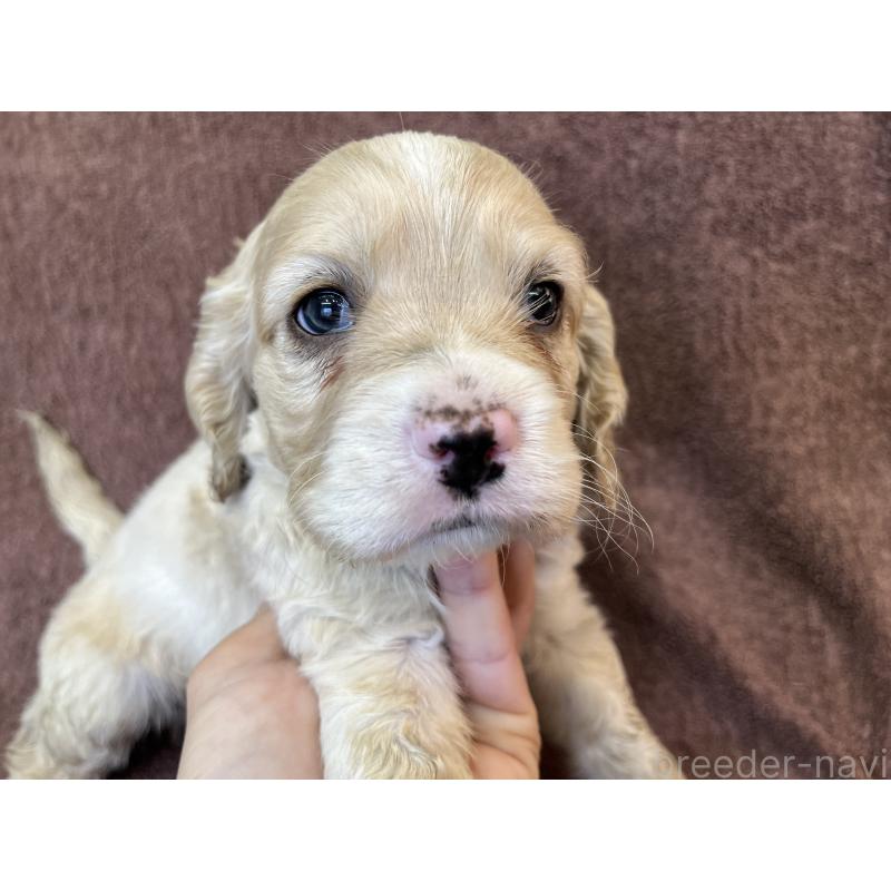 販売中の茨城県のコッカプー:アメリカンコッカースパニエル×トイプードル-432705の8枚目