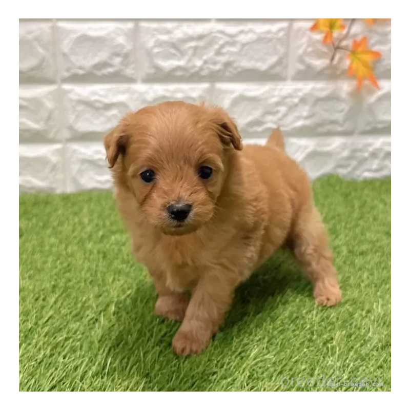 販売中の愛知県のポメプー:ポメラニアン×トイプードル-434434