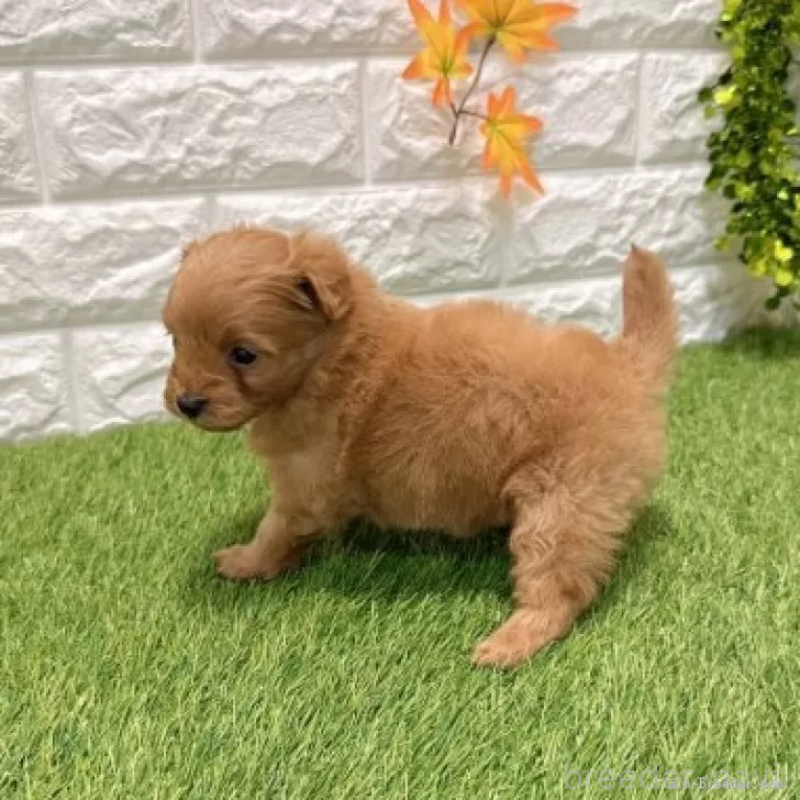 販売中の愛知県のポメプー:ポメラニアン×トイプードル-434434の5枚目