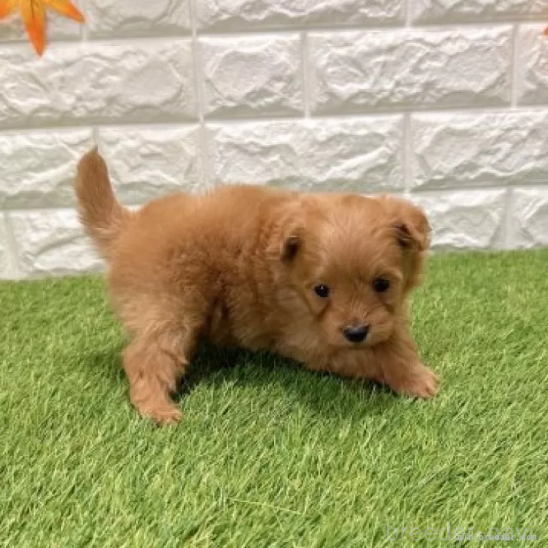 販売中の愛知県のポメプー:ポメラニアン×トイプードル-434434の4枚目