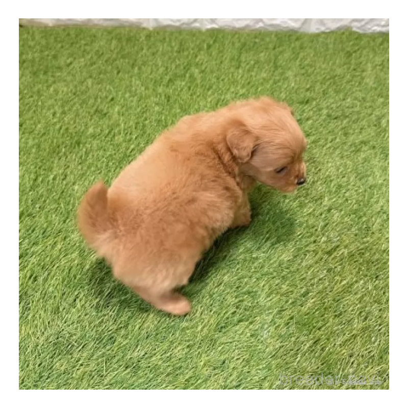 販売中の愛知県のポメプー:ポメラニアン×トイプードル-434434の3枚目