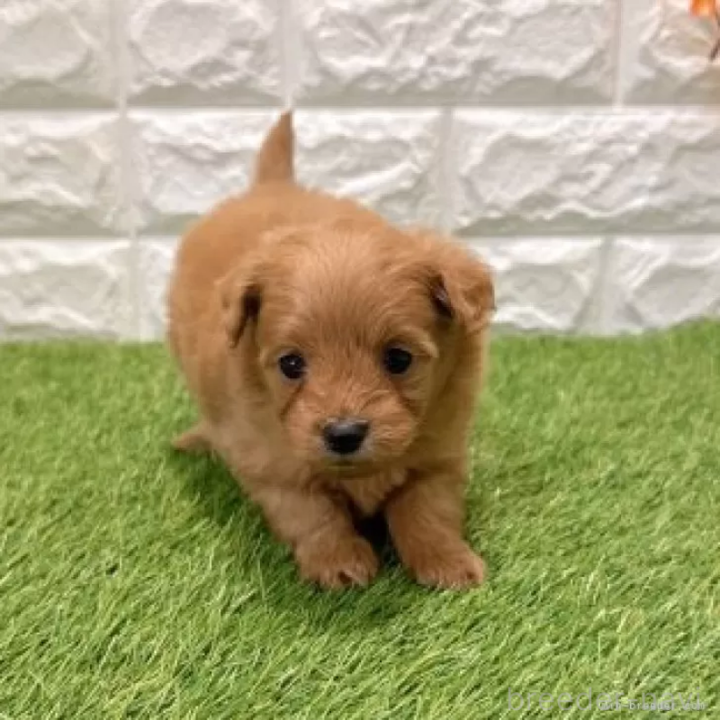 販売中の愛知県のポメプー:ポメラニアン×トイプードル-434434の2枚目