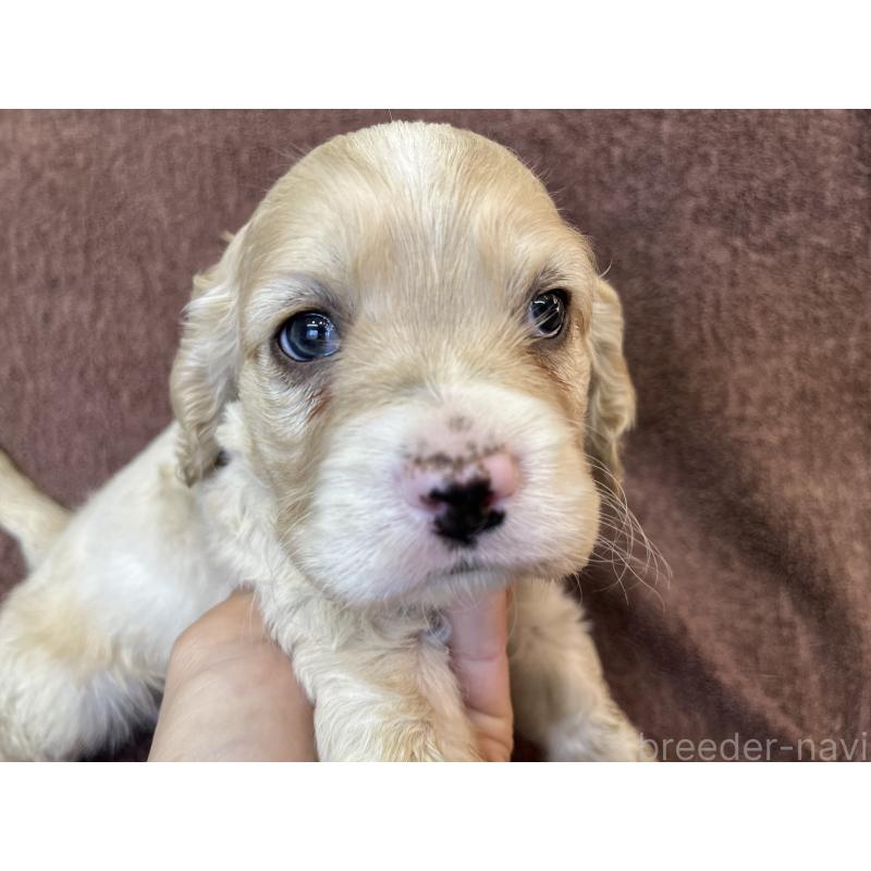 販売中の茨城県のコッカプー:アメリカンコッカースパニエル×トイプードル-432705の7枚目