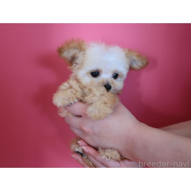 成約済の鹿児島県のティーカッププードル-428027の5枚目