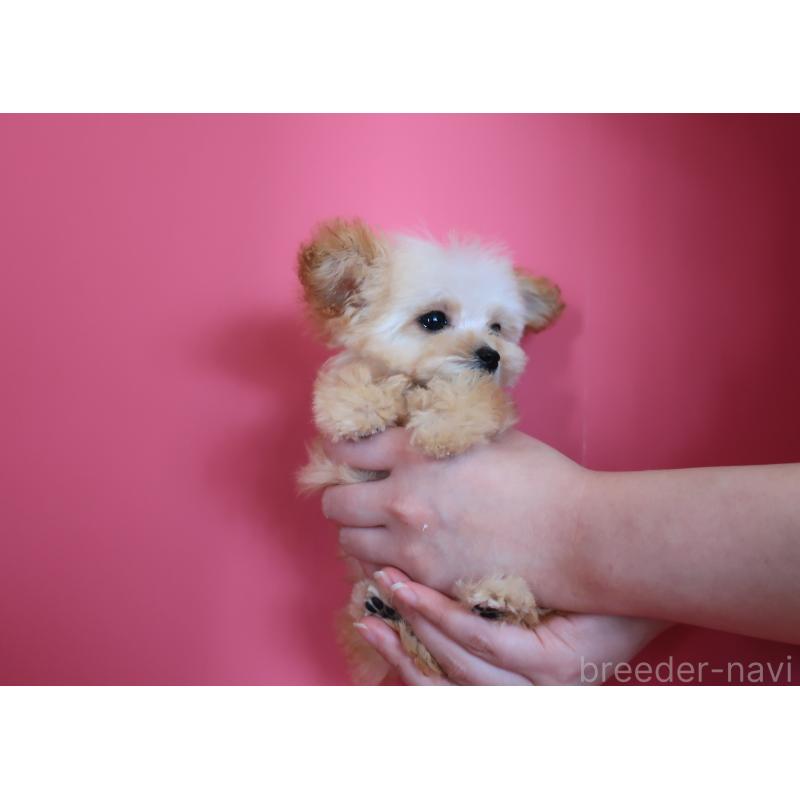 成約済の鹿児島県のティーカッププードル-428027の4枚目