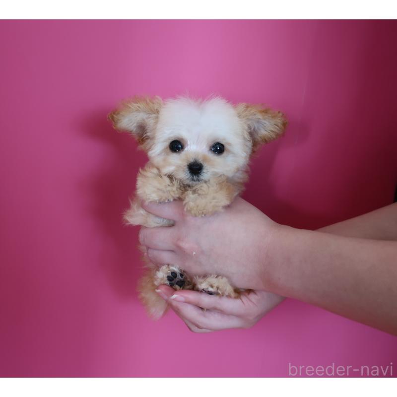 成約済の鹿児島県のティーカッププードル-428027の2枚目