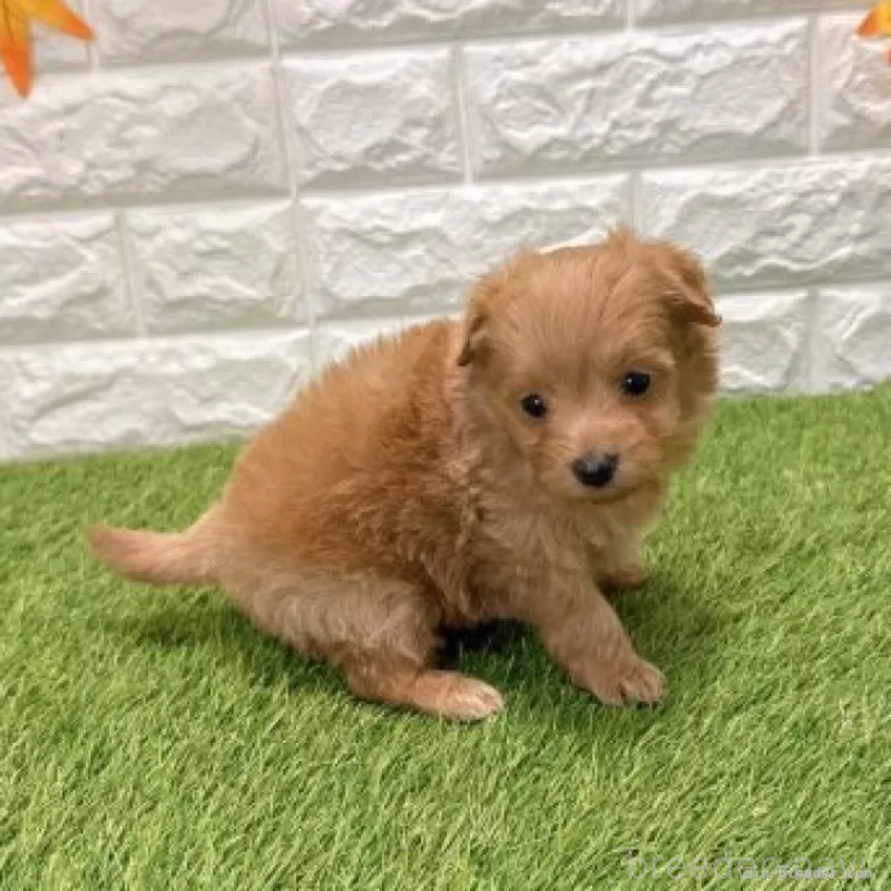 販売中の愛知県のポメプー:ポメラニアン×トイプードル-434436の5枚目