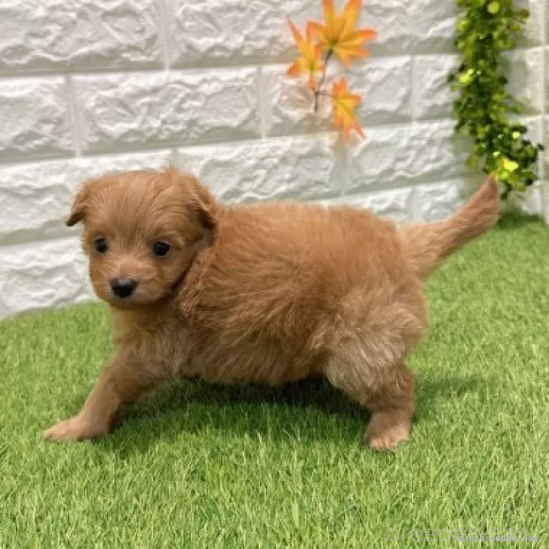 販売中の愛知県のポメプー:ポメラニアン×トイプードル-434436の4枚目