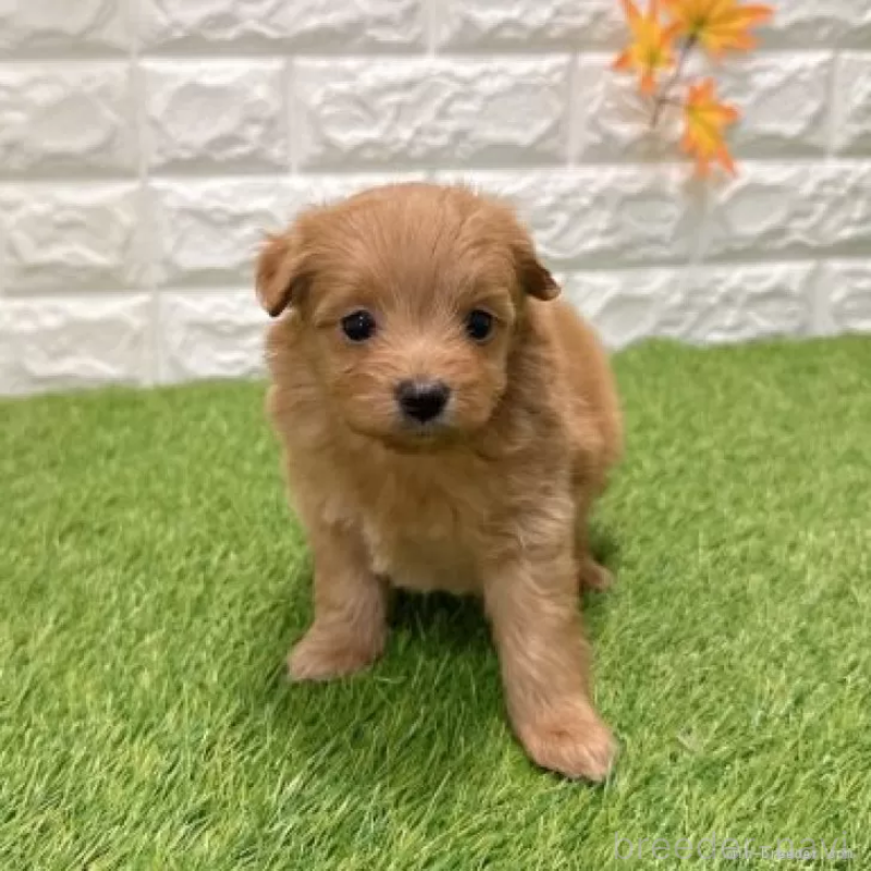 販売中の愛知県のポメプー:ポメラニアン×トイプードル-434436の3枚目