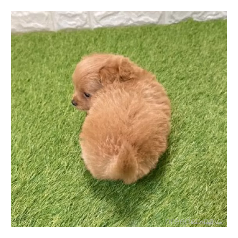 販売中の愛知県のポメプー:ポメラニアン×トイプードル-434436の2枚目