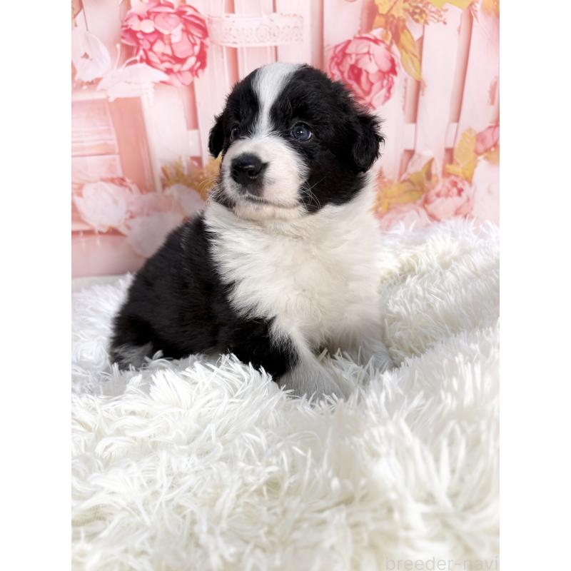 成約済の愛知県のボーダーコリー-432951の3枚目