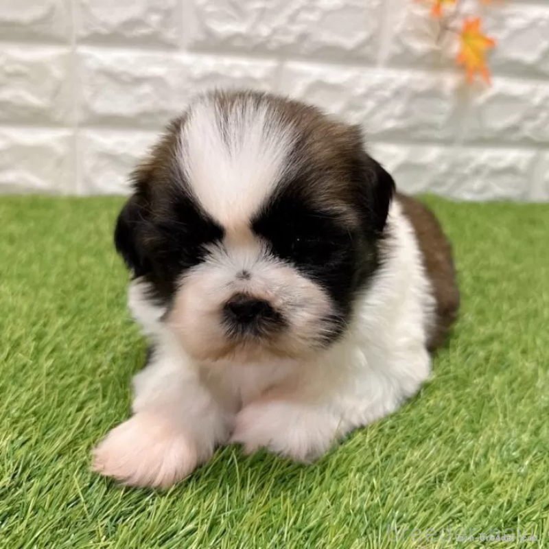 販売中ののシーズー-434437