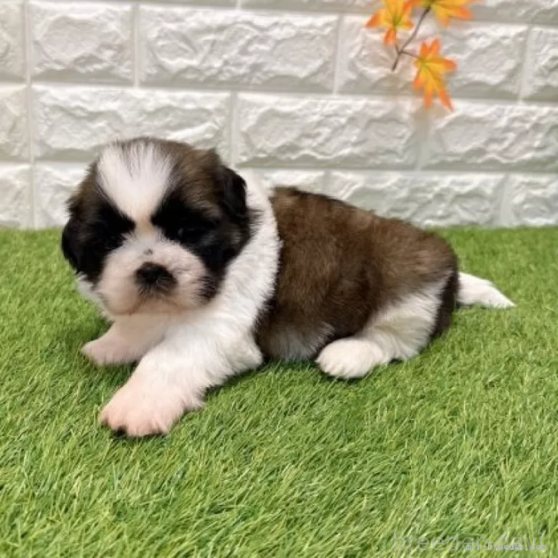 販売中の愛知県のシーズー-434437の5枚目