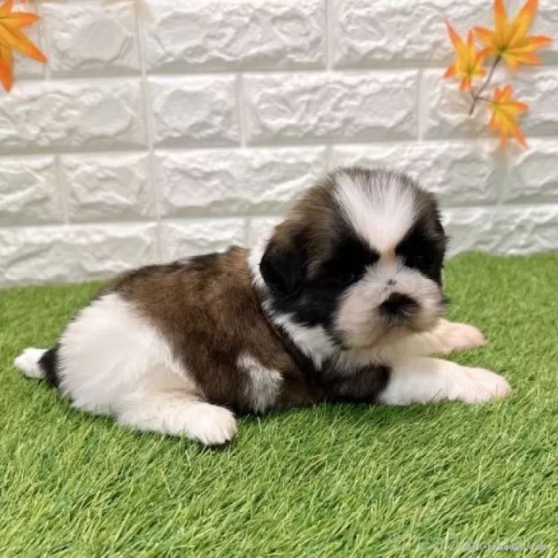 販売中の愛知県のシーズー-434437の4枚目