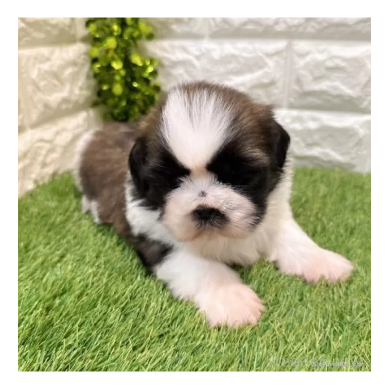 販売中の愛知県のシーズー-434437の3枚目