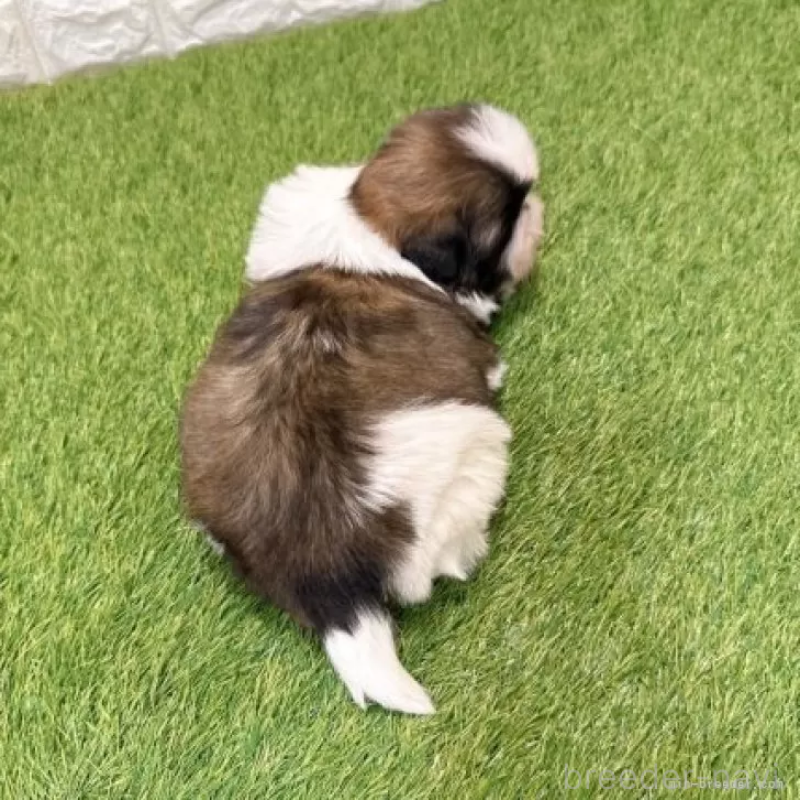 販売中の愛知県のシーズー-434437の2枚目