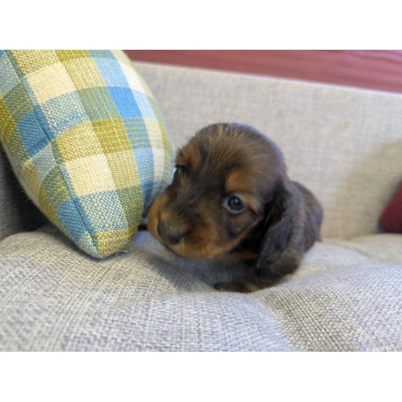 販売中の福岡県のカニンヘンダックスフンド(ロングヘアード)-434439の7枚目