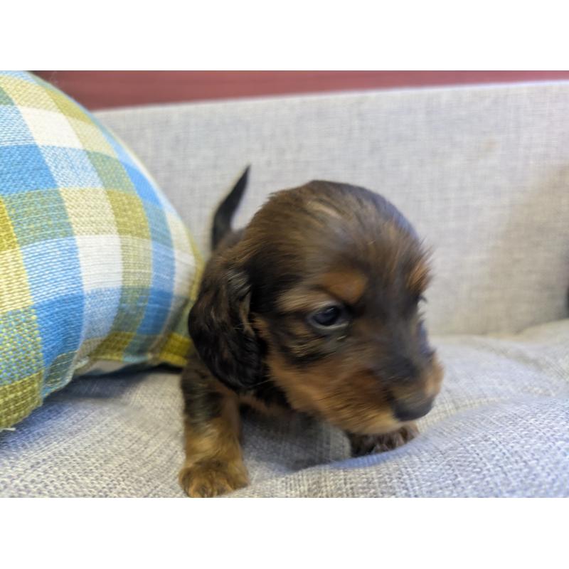 販売中の福岡県のカニンヘンダックスフンド(ロングヘアード)-434439の6枚目