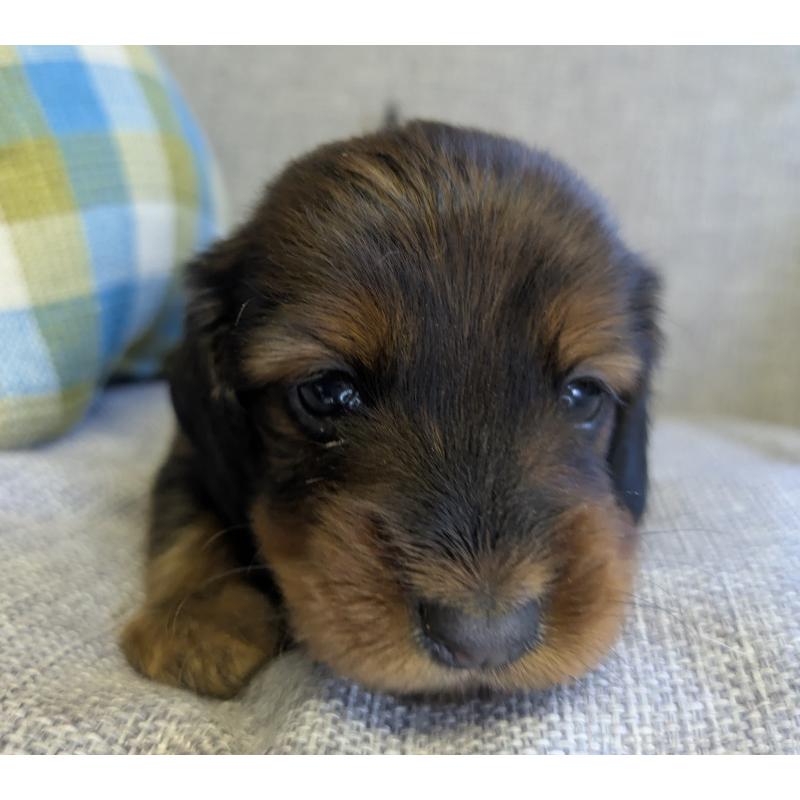 販売中の福岡県のカニンヘンダックスフンド(ロングヘアード)-434439の4枚目