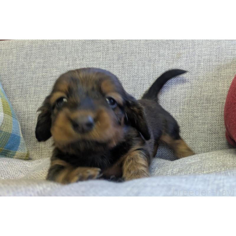 販売中の福岡県のカニンヘンダックスフンド(ロングヘアード)-434439の2枚目