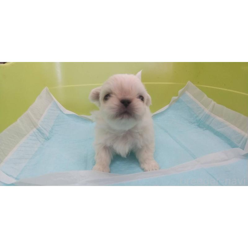 販売中の愛知県のペキニーズ-434441の3枚目