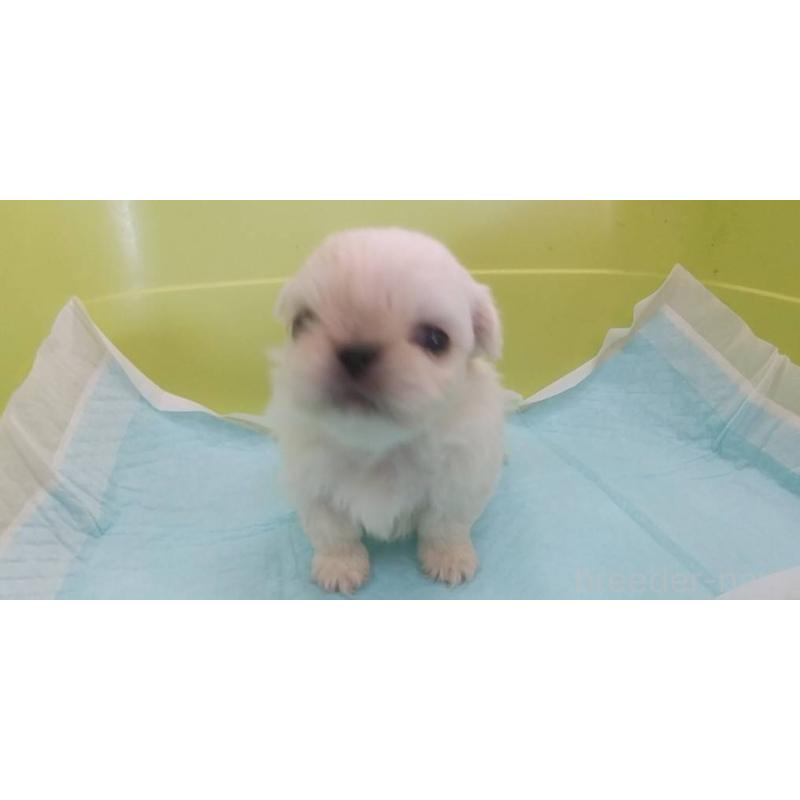 販売中の愛知県のペキニーズ-434441の2枚目