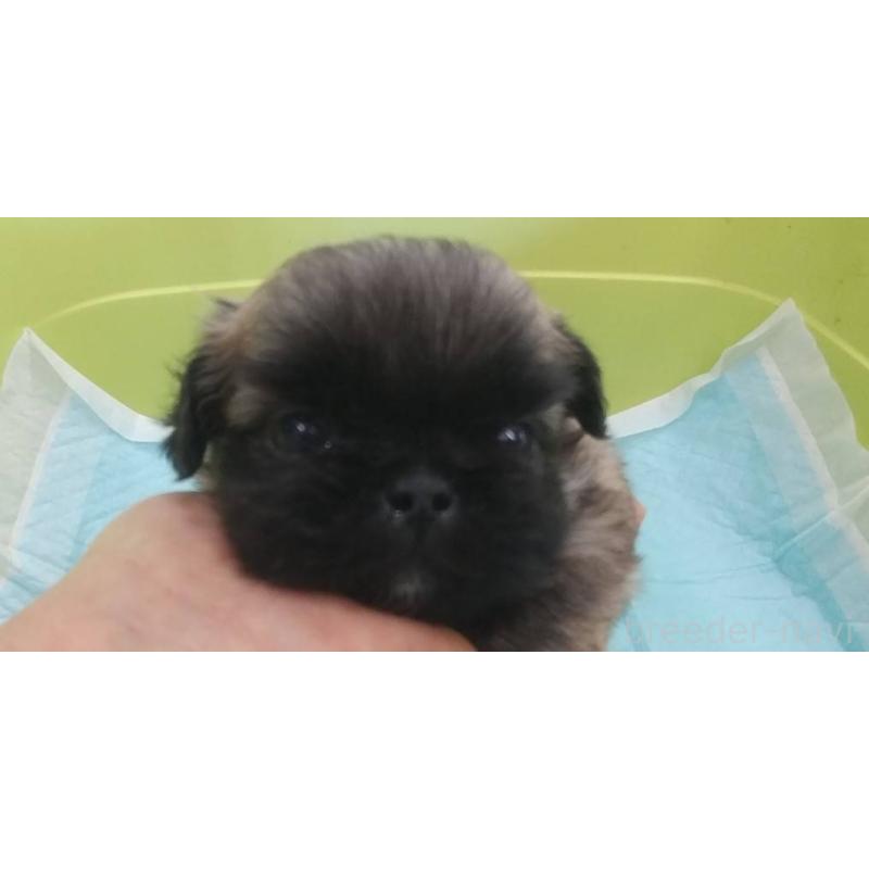 販売中の愛知県のペキニーズ-434443