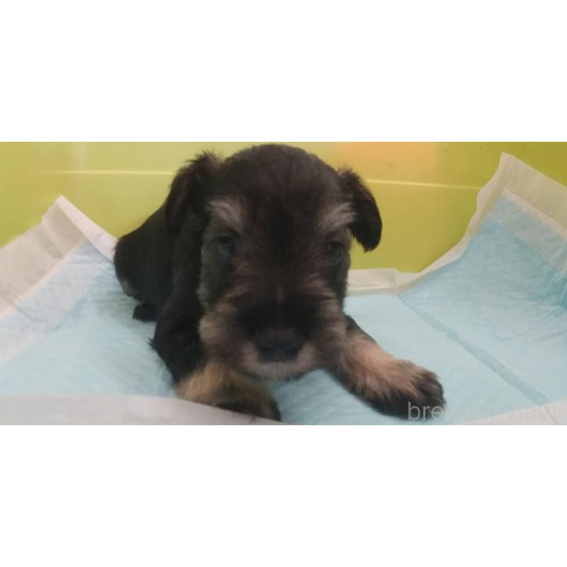 販売中の愛知県のミニチュアシュナウザー-430437