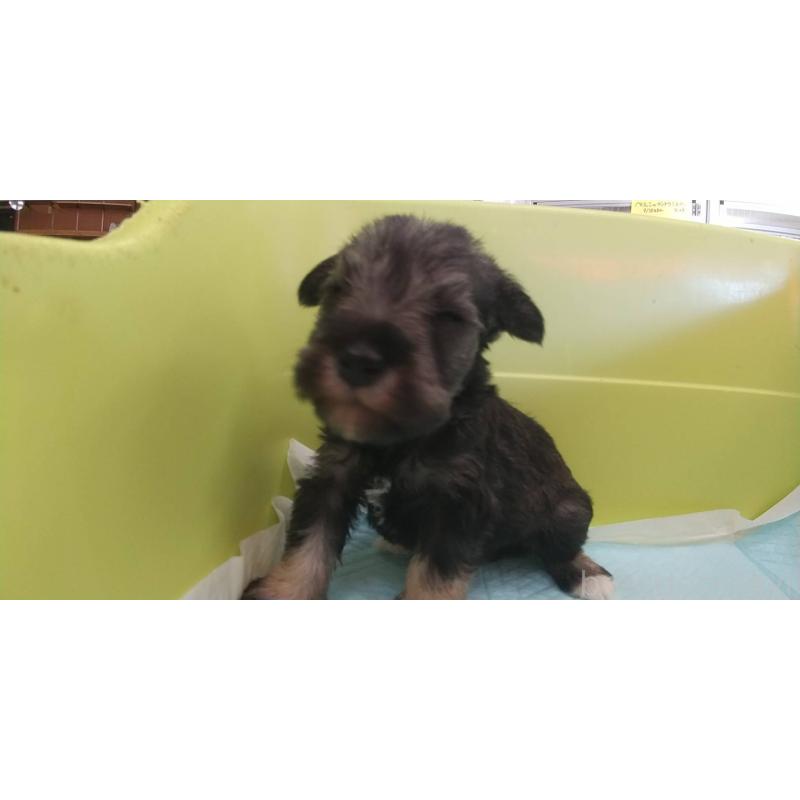 販売中の愛知県のミニチュアシュナウザー-430441