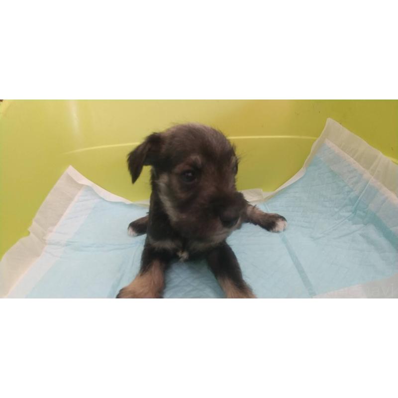 販売中の愛知県のミニチュアシュナウザー-430443