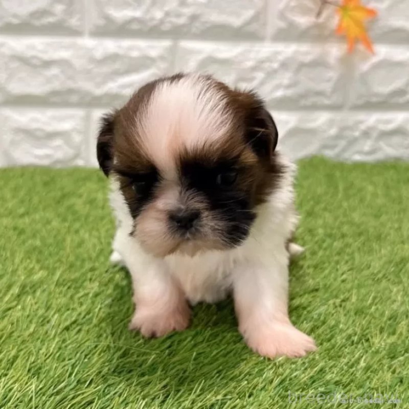 販売中の愛知県のシーズー-434444