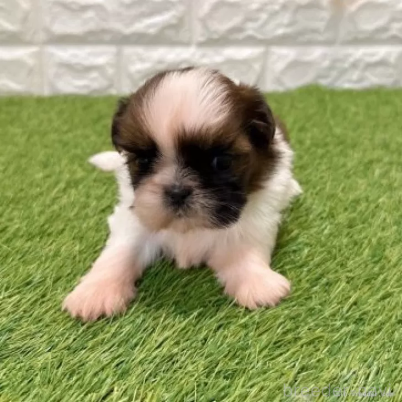 販売中の愛知県のシーズー-434444の3枚目