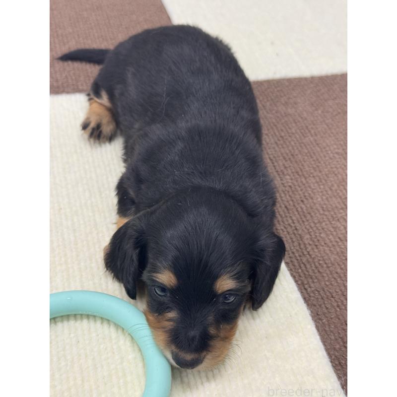 販売中の埼玉県のミニチュアダックスフンド(ロングヘアード)-434445の4枚目