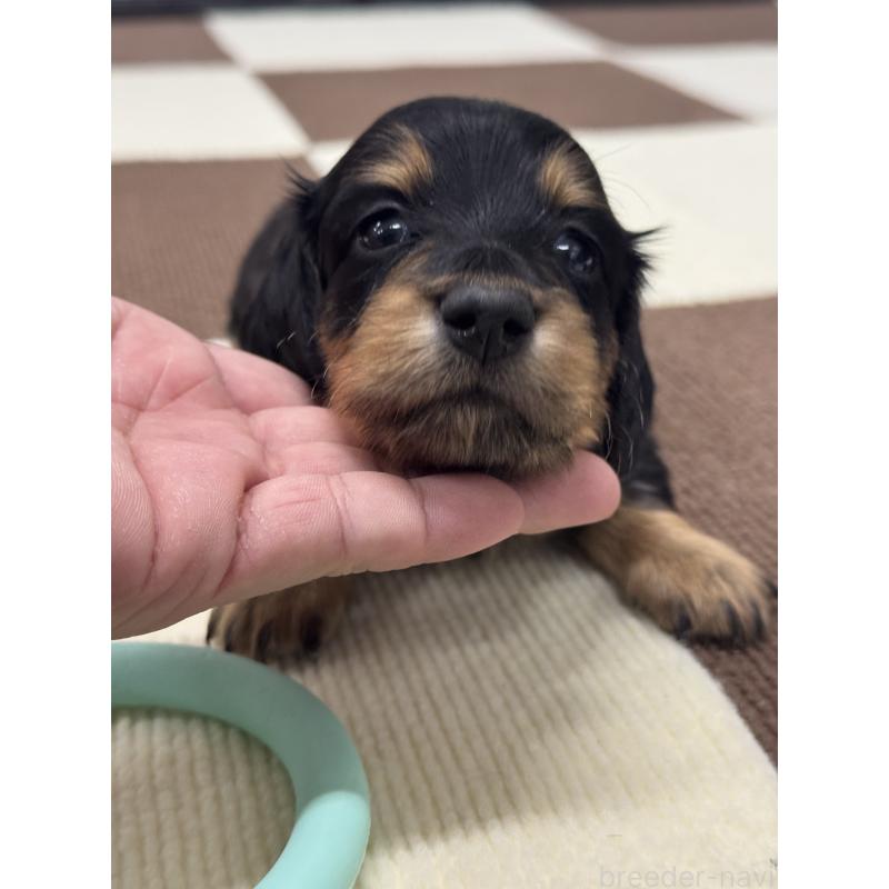 販売中の埼玉県のミニチュアダックスフンド(ロングヘアード)-434445の3枚目