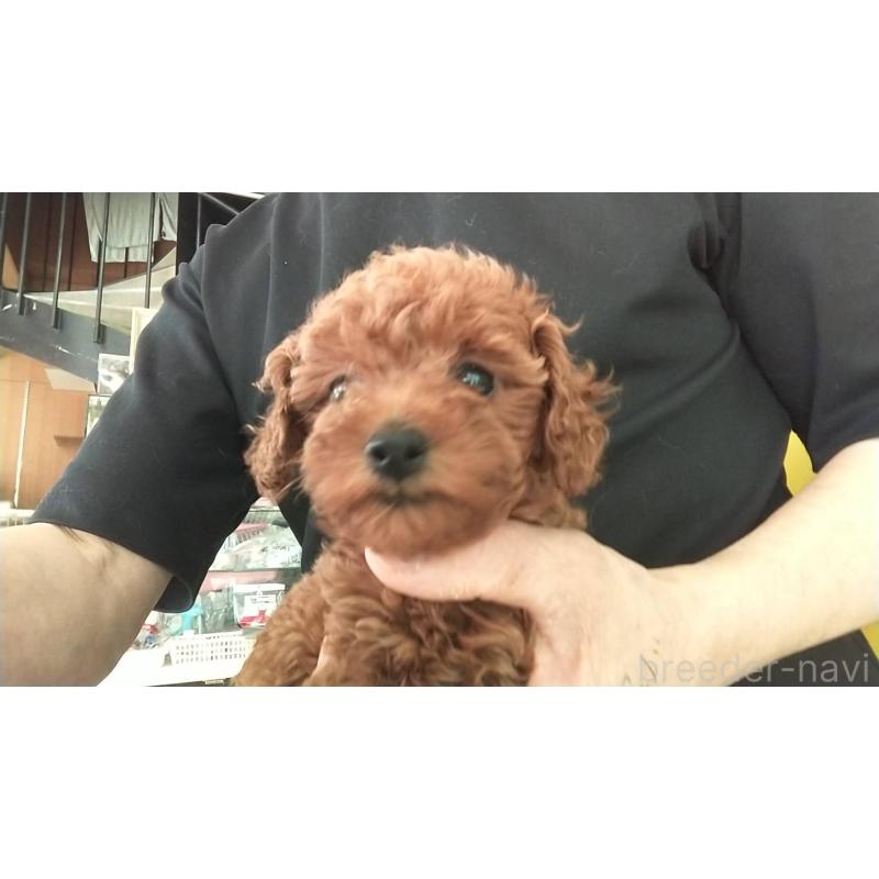 販売中の愛知県のトイプードル-425643の3枚目