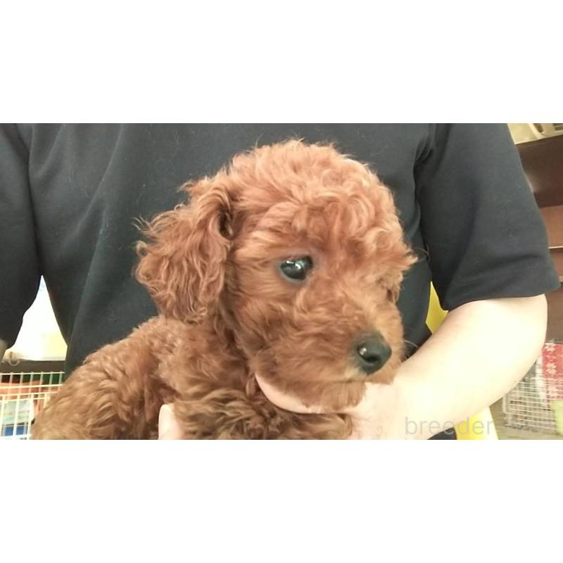 販売中の愛知県のトイプードル-425643の2枚目
