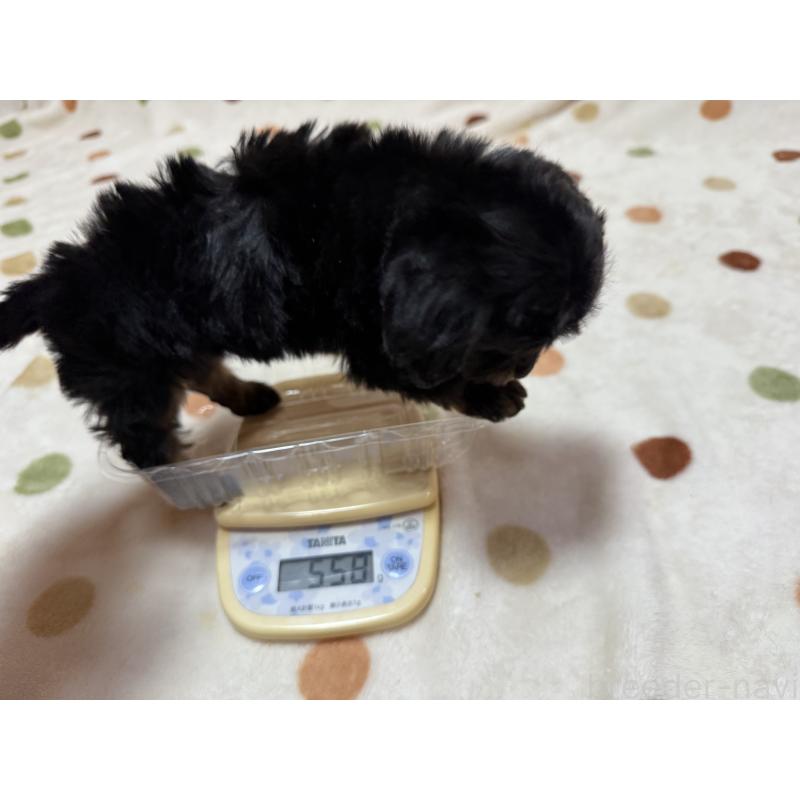 商談中の岐阜県のミックス犬-433369の6枚目