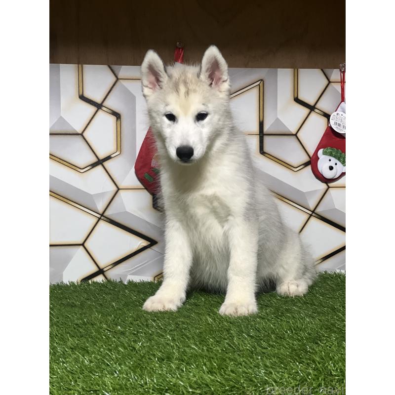 販売中の静岡県のシベリアンハスキー-434448の10枚目