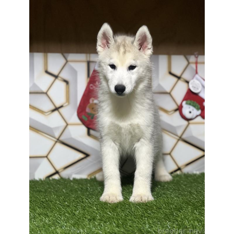 販売中の静岡県のシベリアンハスキー-434448の9枚目