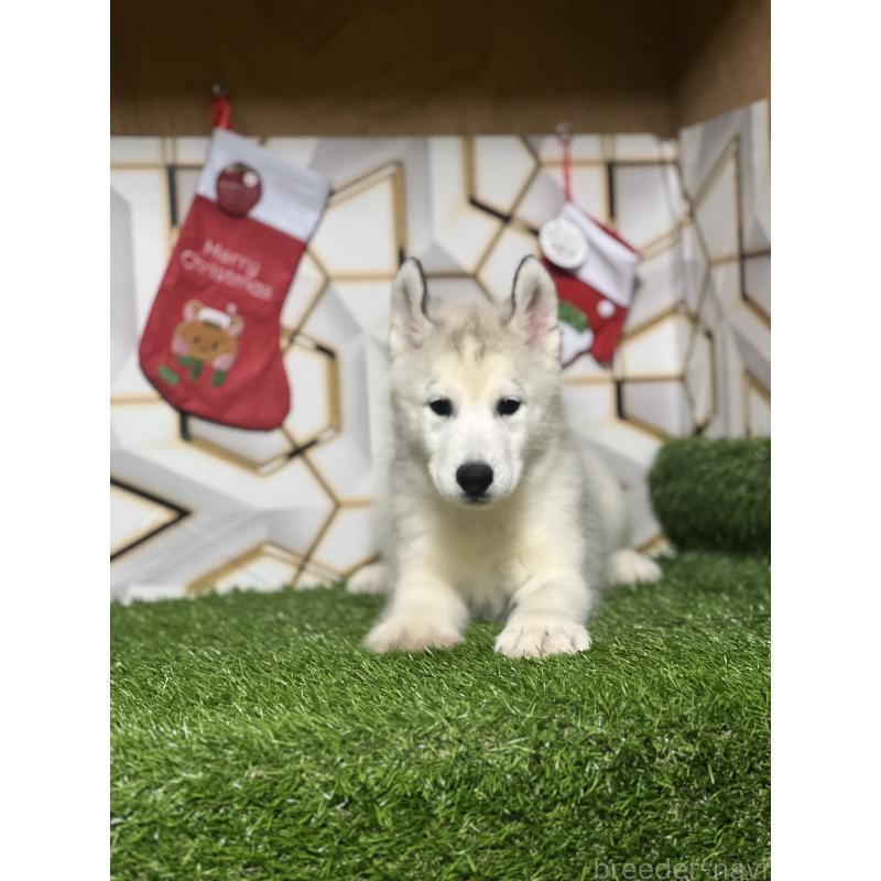 販売中の静岡県のシベリアンハスキー-434448の8枚目